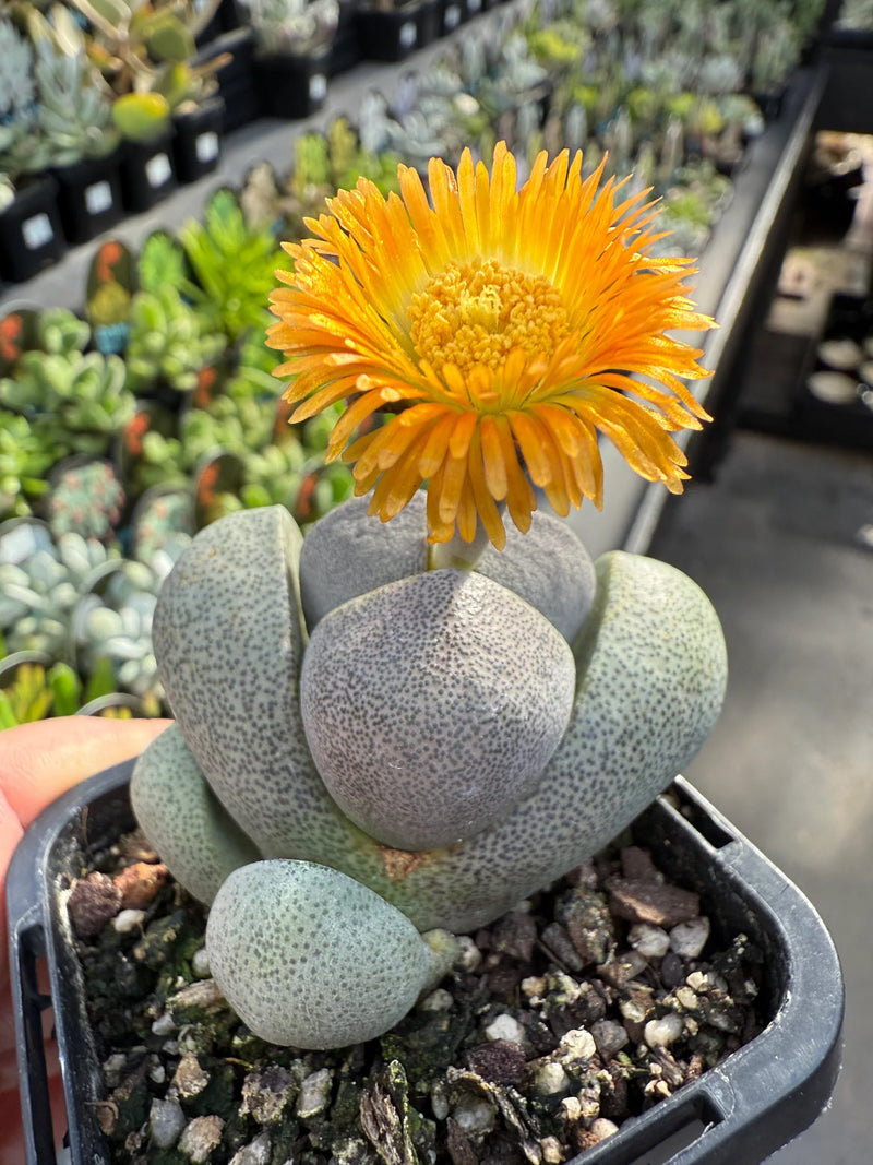 Pleiospilos Flower Seeds Heirloom Non GMO Planting - 100 pcs