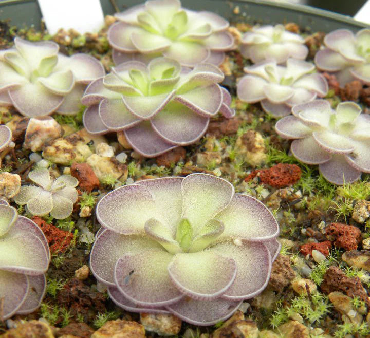 Heirloom Non-GMO Butterwort Carnivorous Flower Seeds for Indoor & Bog Garden Planting