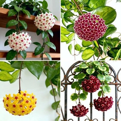 Mixed Hoya flower seeds with assorted colorful blooms for home and garden planting