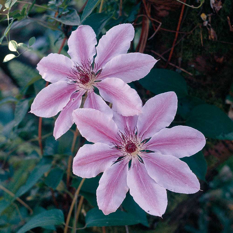 Heirloom Non-GMO Clematis Flower Seeds for Planting – Climbing Vine Garden Seeds