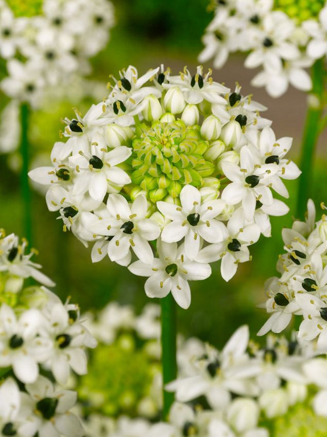 Heirloom Ornithogalum Saundersiae Flower Seeds for Garden Planting, Non-GMO, Starry White Blooms for Borders