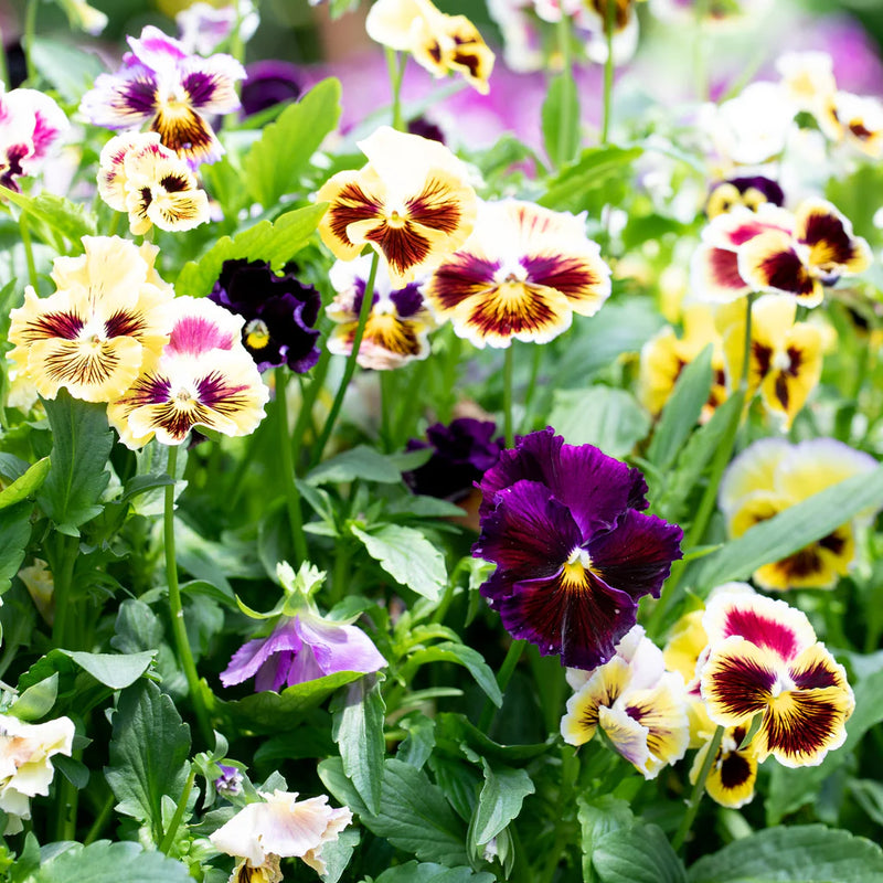 Heirloom Double Pansy Rococo Flower Seeds for Planting, Non-GMO