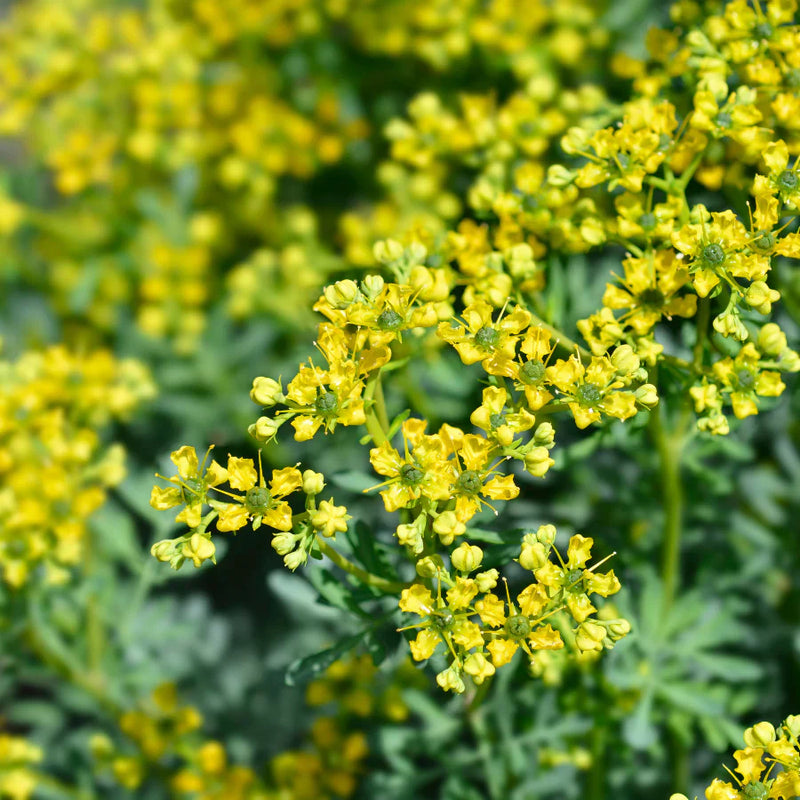 Ruta Graveolens Flower Seeds Heirloom Non GMO Planting - 100 pcs