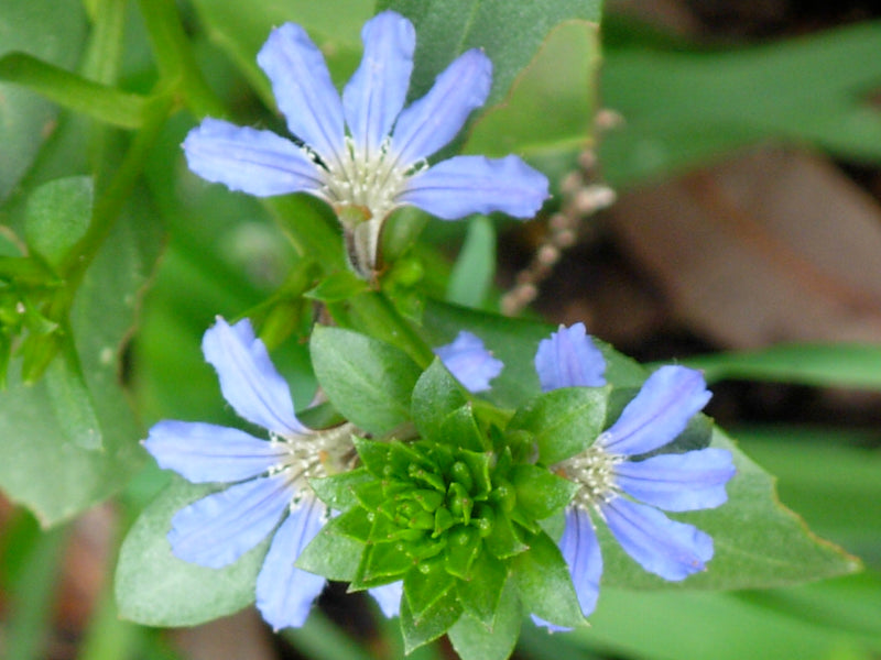 Heirloom Crassifolia Flower Seeds, Non-GMO, Hardy Blooms for Rock Gardens and Borders