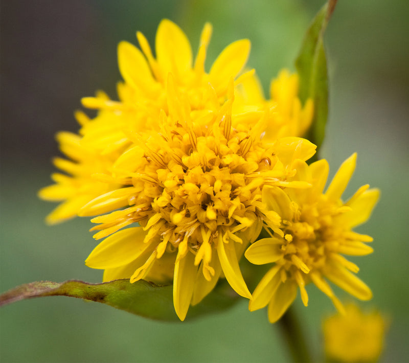 Solidago Canadensis Flower Seeds – Heirloom Non-GMO Seeds for Pollinator-Friendly Garden Planting