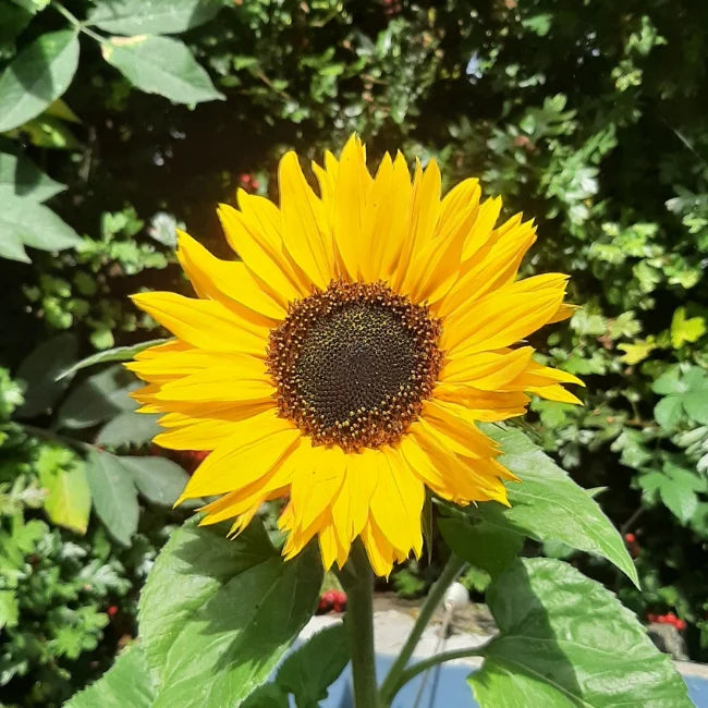 Skyscraper Sunflower Seeds – Heirloom, Non-GMO Flower Seeds for Planting - Sunflower for planting in home garden