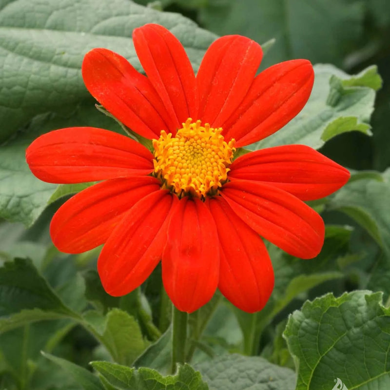 Tithonia Flower Seeds Heirloom Non GMO Planting - 100 pcs
