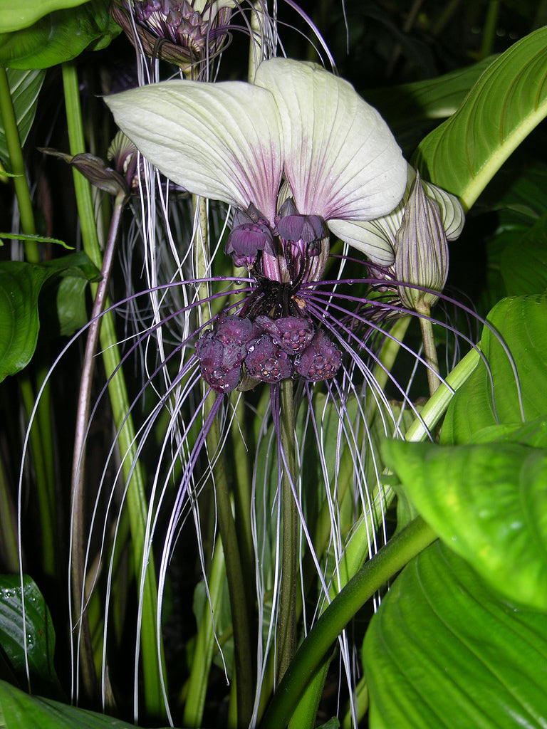 Tacca Nivea Bat Flower Seeds – Heirloom Non-GMO Seeds for Rare and Exotic Garden Planting
