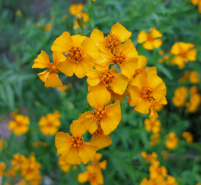 Heirloom Mint Marigold Flower Seeds, Non-GMO Fragrant Blooms for Herb and Garden Planting