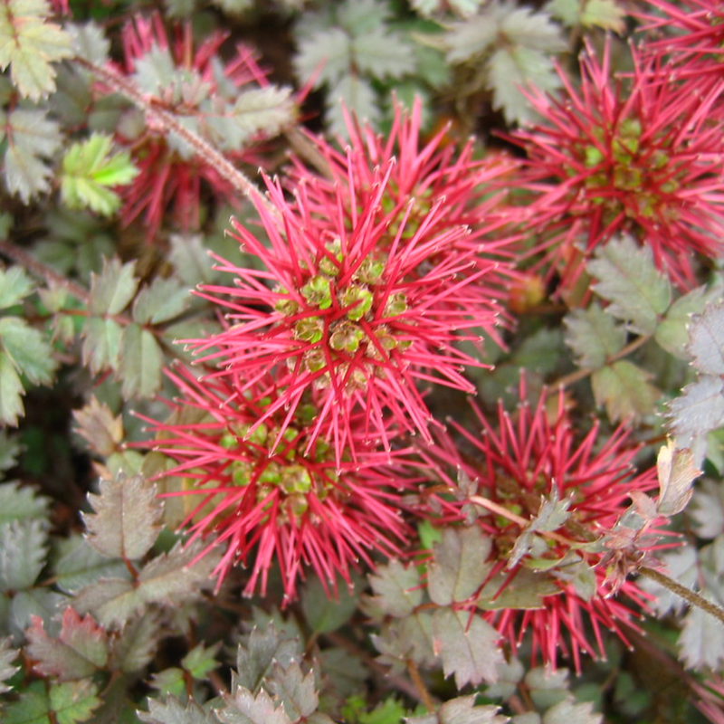Heirloom Non-GMO Acaena Microphylla Flower Seeds for Planting – Ground Cover with Unique Blooms