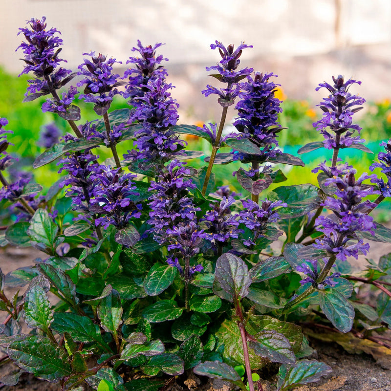 Ajuga flowers creating colorful ground cover in a home garden.