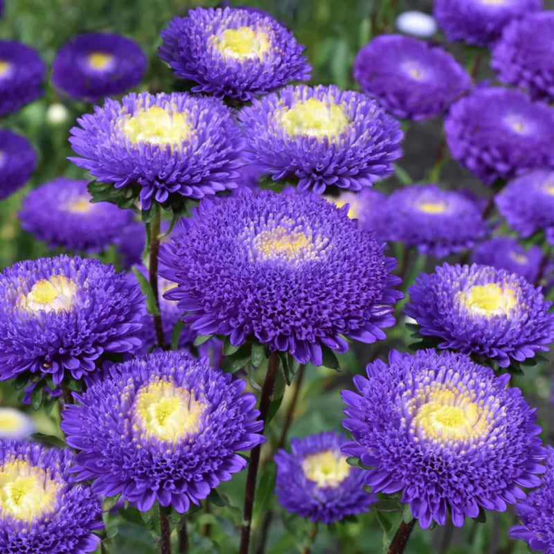Aster Flower Seeds Heirloom Non GMO Planting - 100 pcs