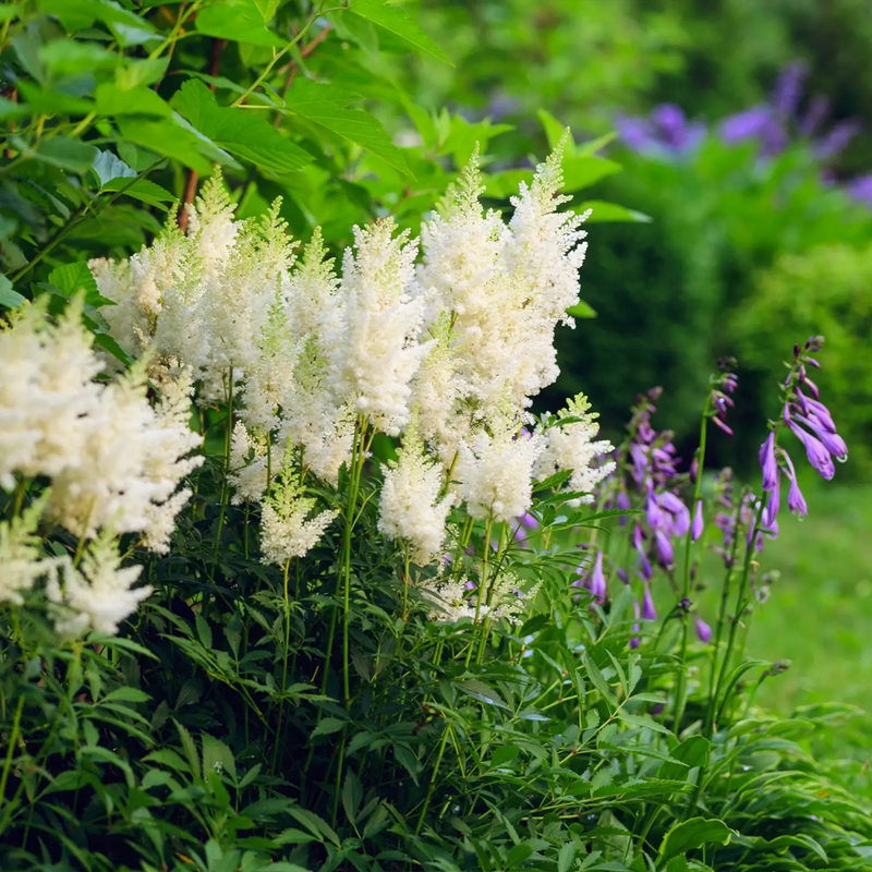 Astilbe Arendsii Flower Seeds Heirloom Non GMO Planting - 100 pcs