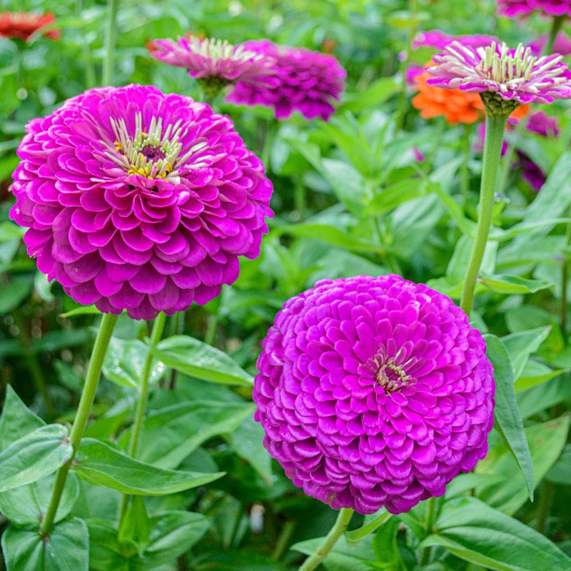 Zinnia Oklahoma Double Bloom Flower Seeds for Planting – Heirloom, Non-GMO Flower Seeds