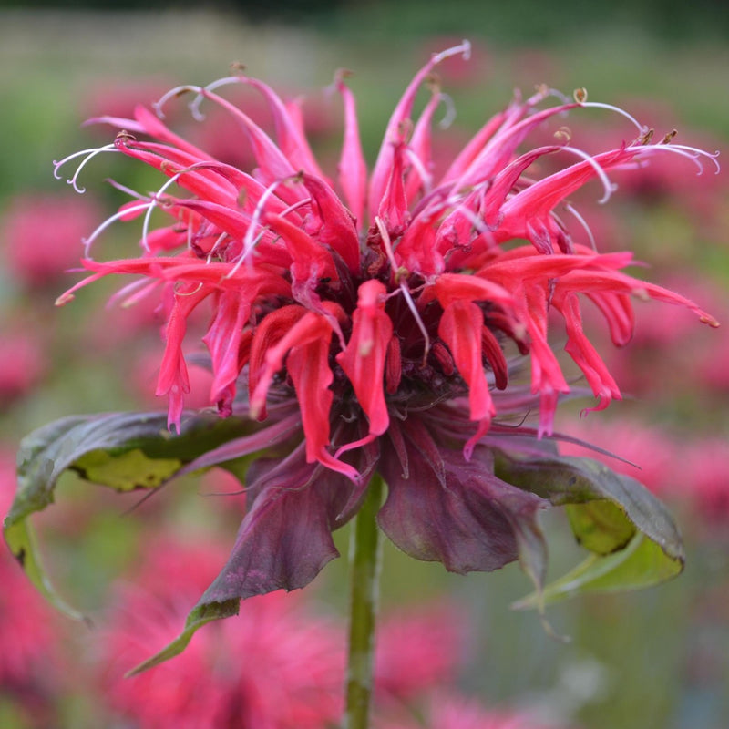 Red Bergamot Monarda Flower Seeds Heirloom & Non GMO seeds for Planting