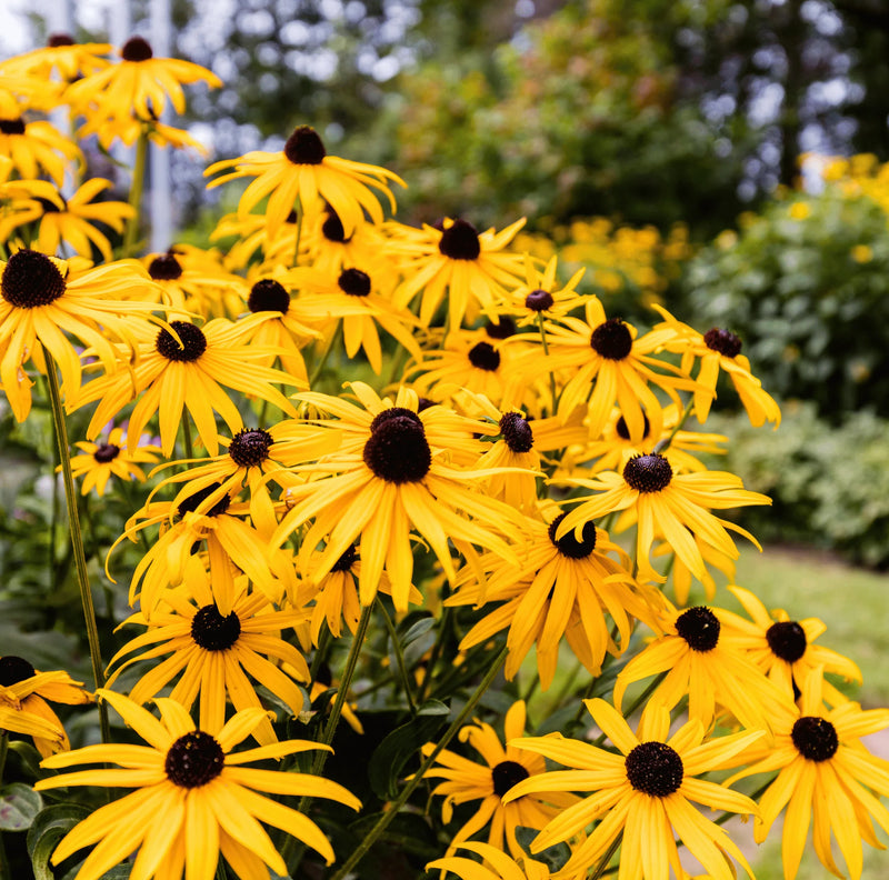 Heirloom Fulgida Flower Seeds for Garden Planting, Non-GMO, Black-Eyed Susan Blooms for Seasonal Color