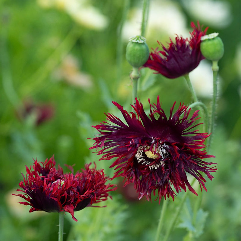 Black Swan poppy flower seeds for ornamental home gardens