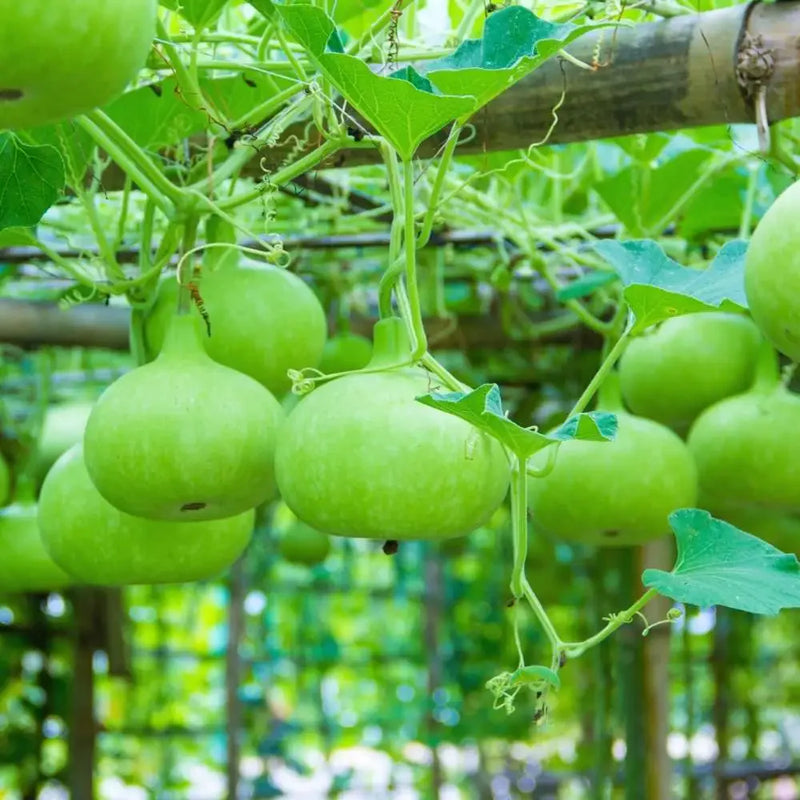 Round Bottle Gourd Vegetable Seeds for Planting heirloom & Non-GMO Seeds