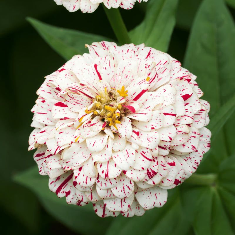 Elegans Peppermint Flower Seeds Heirloom Non GMO Planting - 100 pcs