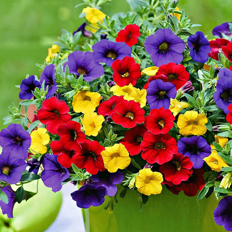 Calibrachoa flower seeds for planting in home gardens and hanging baskets.