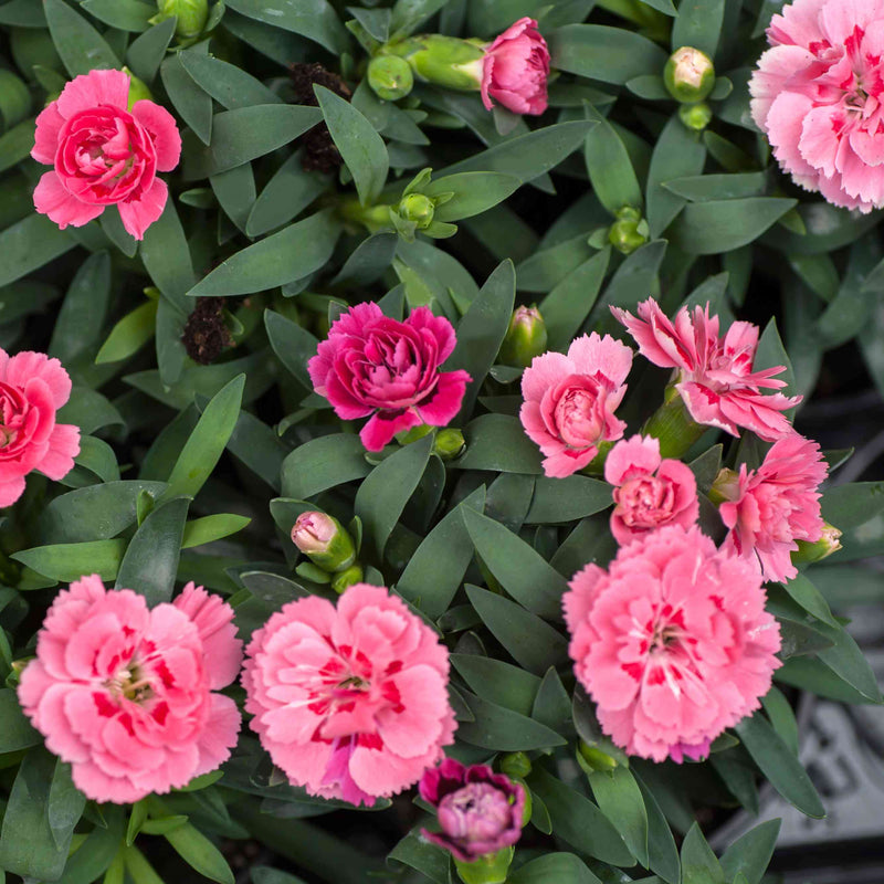 Carnation Perennial Flower Seeds – Heirloom Non-GMO Seeds for Fragrant and Colorful Garden Planting
