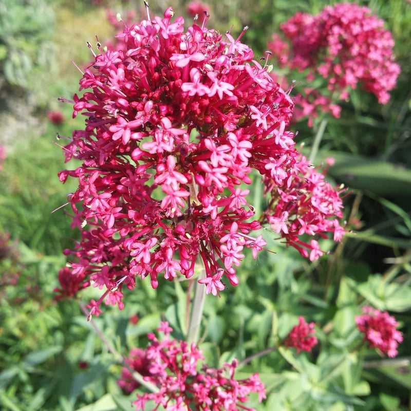 Heirloom Jupiter's Beard Flower Seeds for planting in home garden