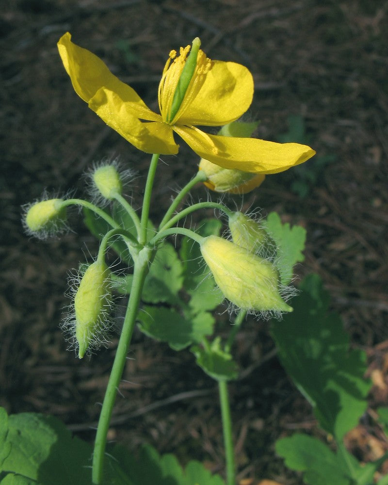 Heirloom Chelidonium Majus Flower Seeds for Garden Planting, Non-GMO, Medicinal Yellow Blooms for Borders