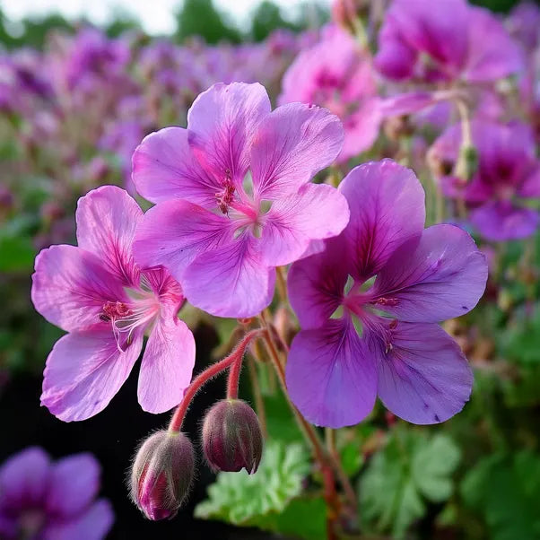 Bevans Flower Seeds Heirloom Non GMO Planting - 100 pcs