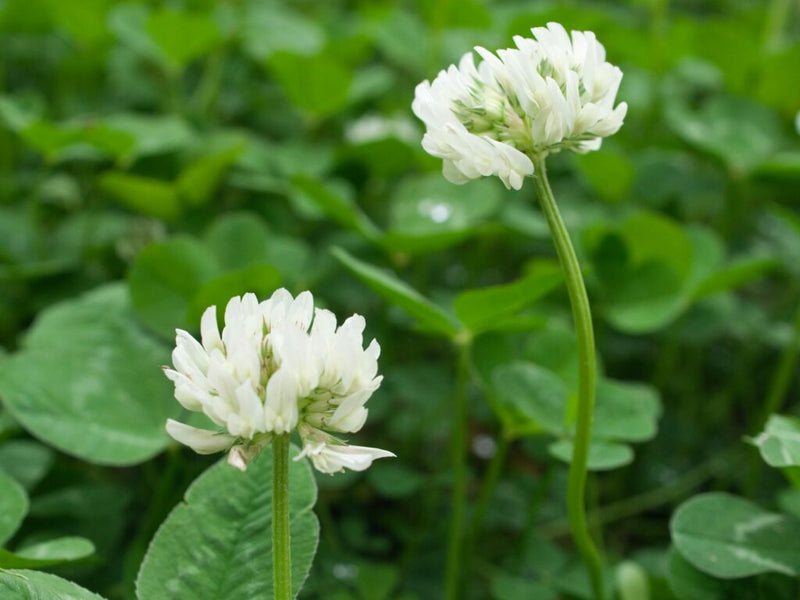 Heirloom Non-GMO Clover Flower Seeds for Planting – Vibrant Pollinator-Friendly Garden Blooms - Non-GMO for planting in home garden