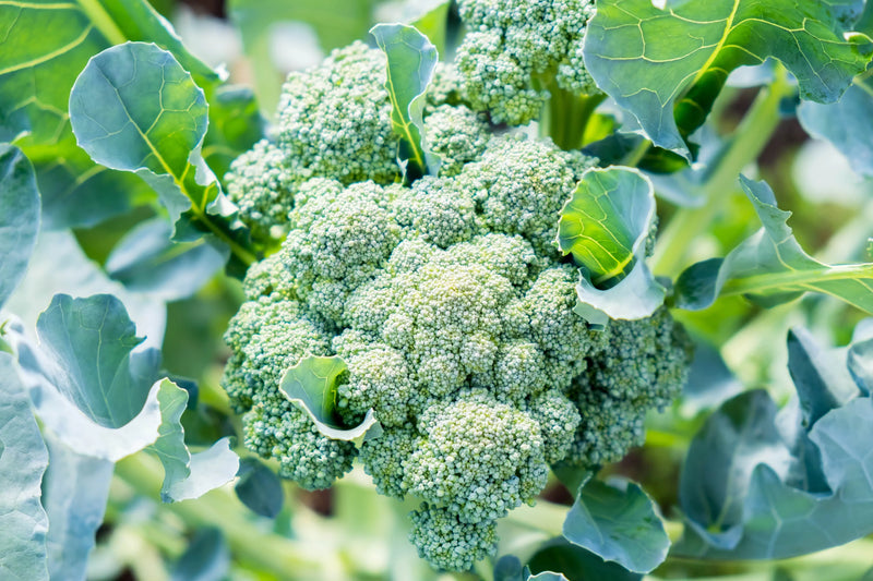 Broccoli plants with healthy foliage thriving in a raised garden bed.