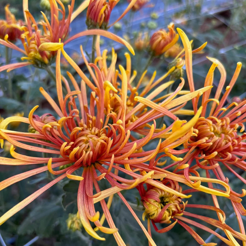 Heirloom Coral Flower Seeds for Garden Planting, Non-GMO, Vibrant Blooms for Landscaping