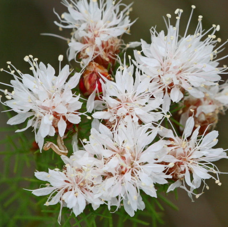 Summer Farewell Flower Seeds – Heirloom Non-GMO Seeds for Late-Season Wildflower Garden Planting