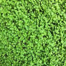 Corsican Mini Mint Seeds Scientific Name Placeholder for planting in home garden