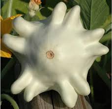 Yugoslavian Finger Squash Cucurbita pepo seeds for home garden planting