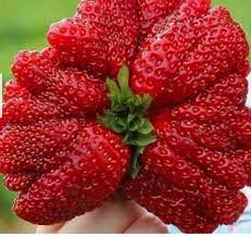 Giant strawberry Fragaria × ananassa seeds for fruit patch