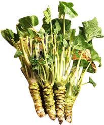 Horseradish Armoracia rusticana seeds for planting in home garden