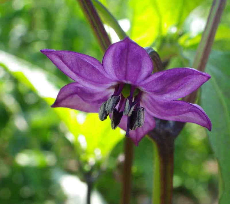 Jalapeno Seeds – Heirloom Non-GMO Vegetable Seeds for Spicy Pepper Garden Planting