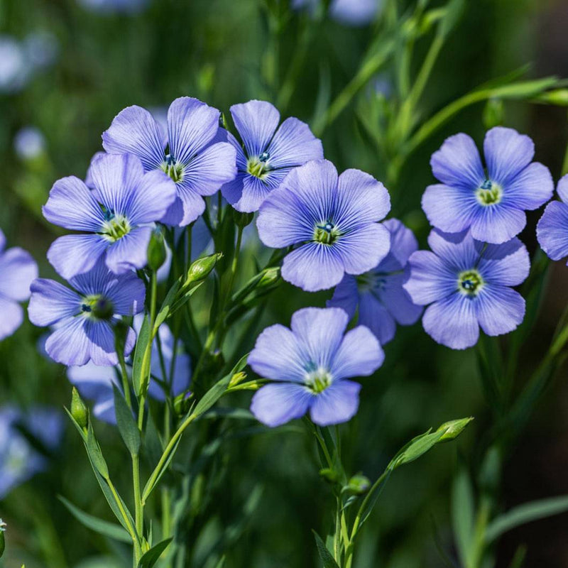Heirloom Flax Flower Seeds for Garden Planting, Non-GMO, Delicate Blue Blooms for Wildflower Meadows