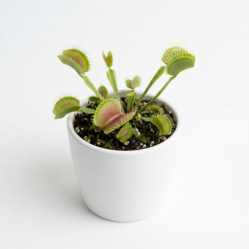 Heirloom Blue Green Venus Fly Trap Seeds for Growing – Non-GMO Carnivorous Plant Seeds with Reliable Germination