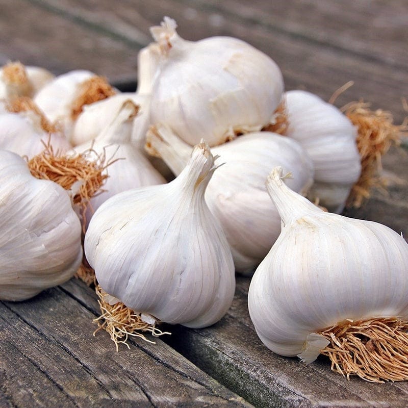 Garlic Bulbs for Planting in Home Vegetable Gardens
