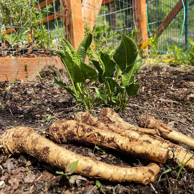 Horseradish seeds for planting in home gardens and raised beds.