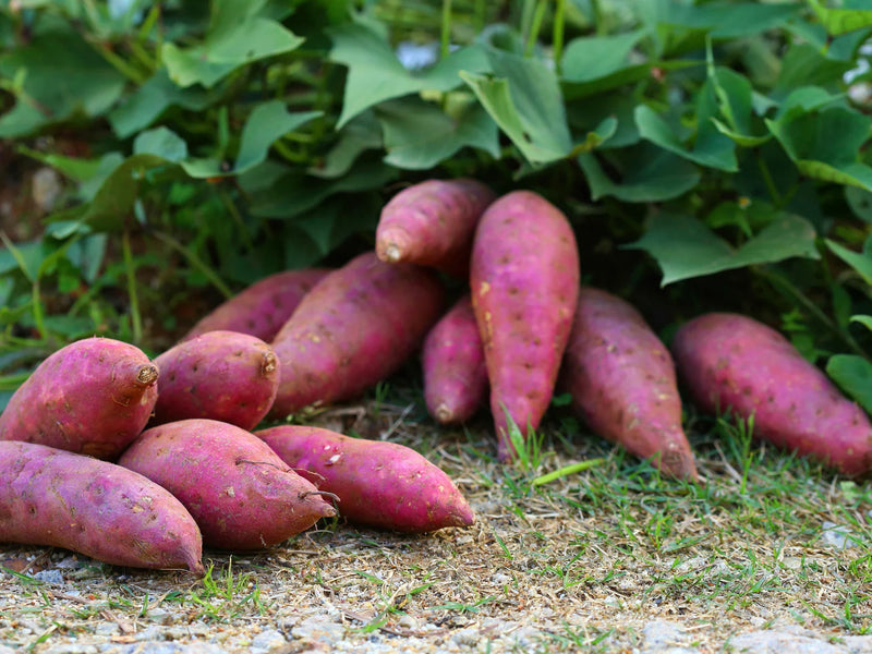 Purple Potato Seeds for Planting - Unique Vegetable heirloom & Non GMO Seeds