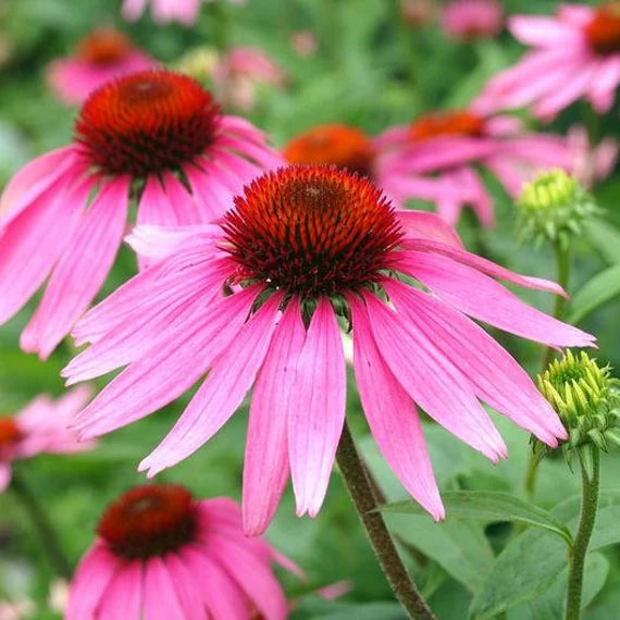 Heirloom Echinacea angustifolia Coneflower Seeds for Planting - Non-GMO Garden Seeds