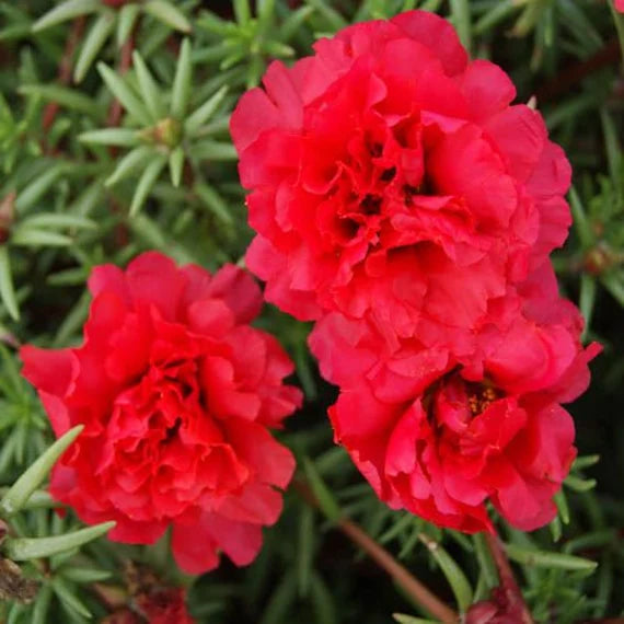 Carpet Moss Rose Flower Seeds for Planting – Heirloom, Non-GMO Ground Cover Seeds