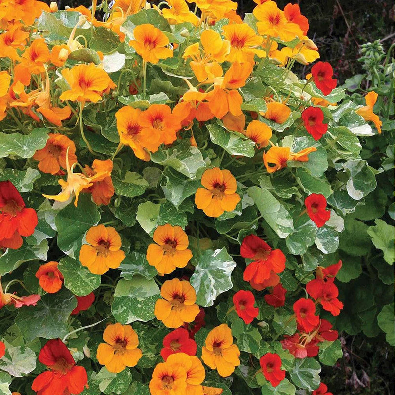 Heirloom Nasturtium Jewel Seeds – Non-GMO Flower Seeds for Planting - Nasturtium for planting in home garden