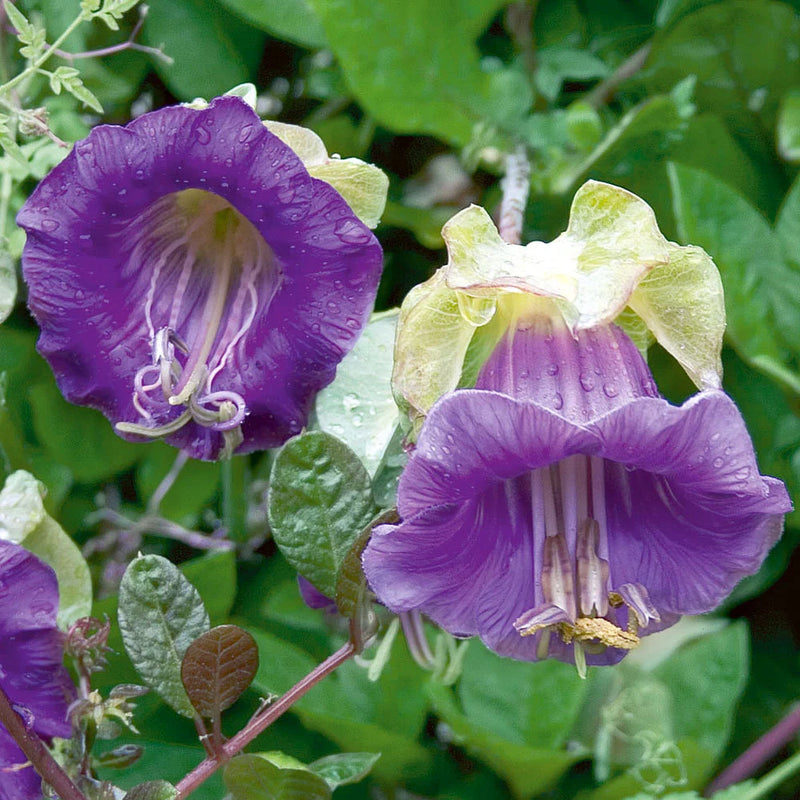 Heirloom Non-GMO Cobaea Scandens Flower Seeds for Planting – Vibrant Cup and Saucer Vine Blooms