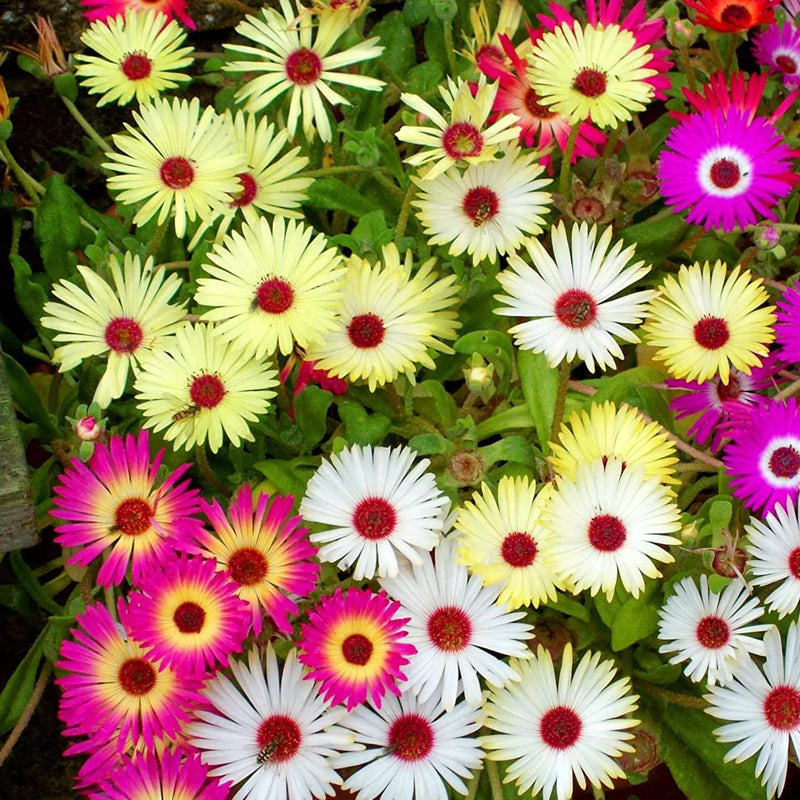 Fuschia Ice Plant Seeds – Heirloom Non-GMO Flower Seeds for Drought-Tolerant Garden Planting
