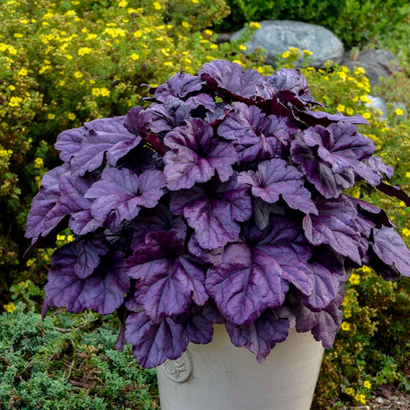Heuchera Plant Seeds - Versatile Foliage Superstars for Planting - Heirloom, NON-GMO Seeds