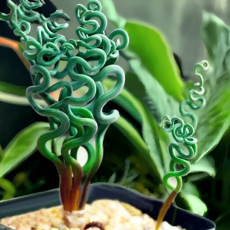 Spiralis Plant Seeds Heirloom Non GMO Planting - 100 pcs