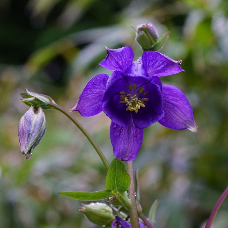 Blue Aquilegia Flower Seeds for Planting – NON GMO Seeds for planting in home garden